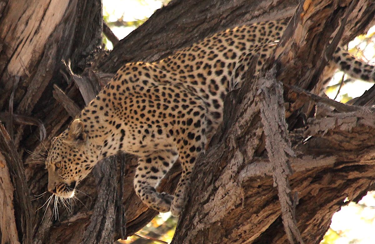 A female leopard clambers through the brances of a large tree.